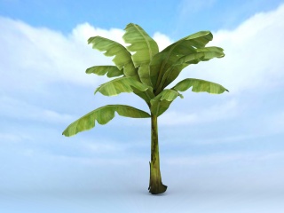 芭蕉树C4D模型