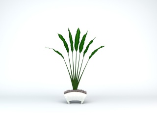 热带植物盆栽C4D模型