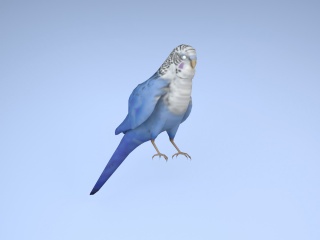 费氏钴蓝色牡丹鹦鹉C4D模型