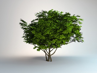 园林景观树木C4D模型