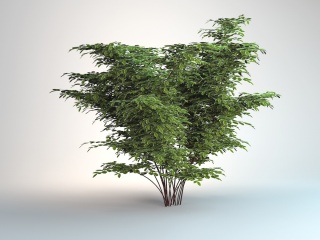 园林景观树C4D模型