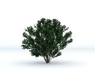 圆叶灌木C4D模型
