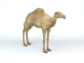 单峰骆驼C4D模型