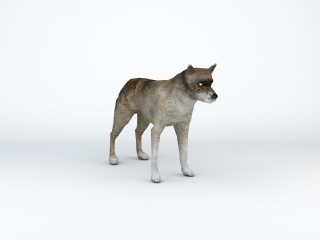 动物狼C4D模型