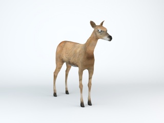 母鹿C4D模型