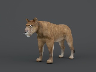母狮C4D模型