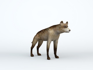 斑鬣狗C4D模型