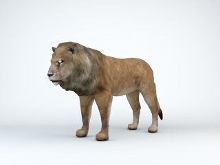 公狮子C4D模型