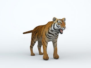 野生老虎C4D模型