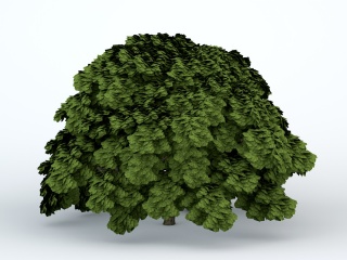 茂密大树C4D模型