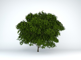 绿化苗木C4D模型