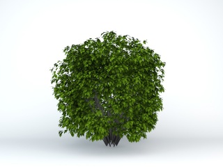 小叶灌木C4D模型
