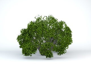 阔叶灌木C4D模型