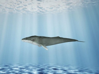 鲸鱼C4D模型
