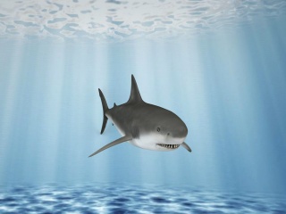 淡水鲨鱼C4D模型