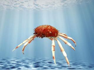 海蟹C4D模型