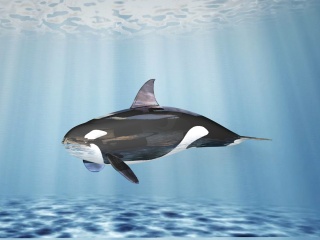 虎鲸C4D模型