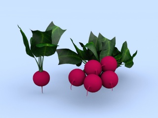 樱桃萝卜C4D模型