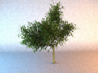尖叶灌木C4D模型