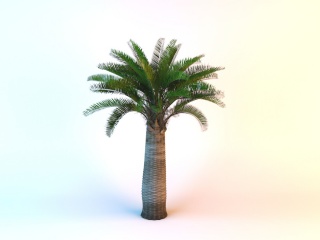 热带树木C4D模型