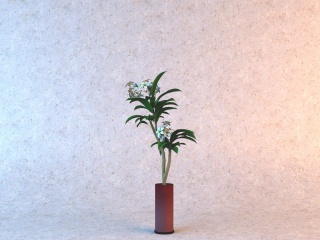 五瓣白花长叶植物C4D模型