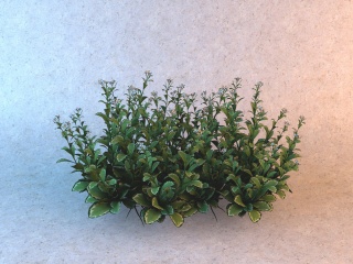 大叶白花植物C4D模型