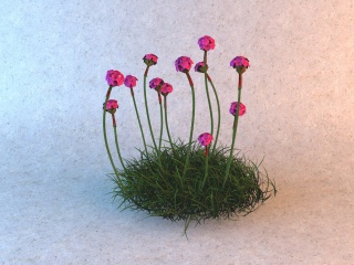 玫红花朵植物C4D模型