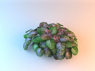 大叶子紫花植物C4D模型