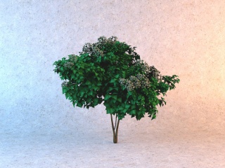 白色花朵树木C4D模型