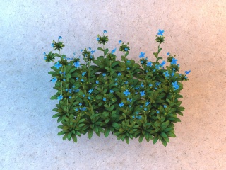 蓝色四瓣花朵C4D模型