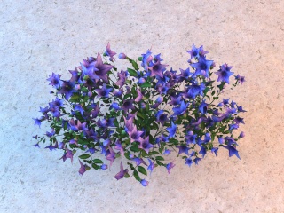 紫色五瓣花卉C4D模型