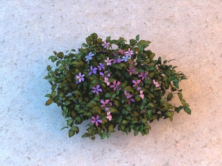 紫花灌木植物C4D模型