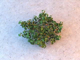 小黄花绿叶植物C4D模型
