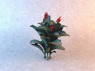 红色花朵大叶植物C4D模型