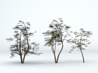 三棵树C4D模型