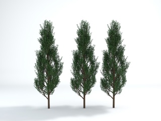 松树C4D模型