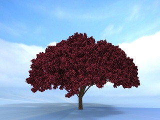 红树C4D模型