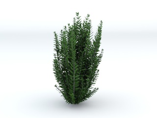 灌木植物C4D模型