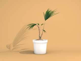 棕榈植物盆栽C4D模型