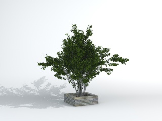 绿叶树景观C4D模型