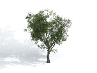 园林景观树C4D模型