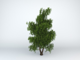 公园树C4D模型