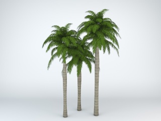 仿真椰子树C4D模型