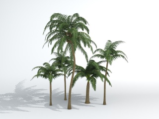 仿真椰子树C4D模型