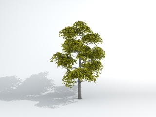 绿化环境树木C4D模型