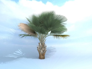 扇子树C4D模型