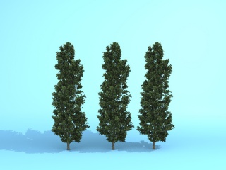 红豆杉C4D模型