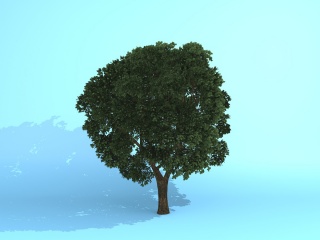 景观树木C4D模型