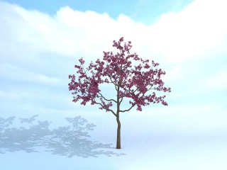 樱桃树C4D模型
