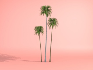 椰子树C4D模型